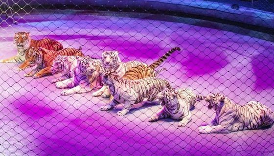 Цирк «Стойкий оловянный солдатик»