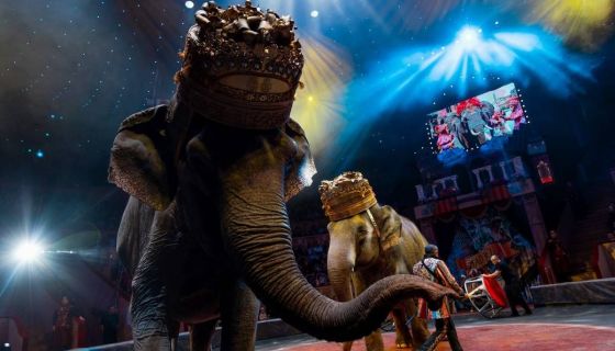 Итальянский цирк: слоны и тигры