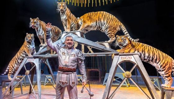 Итальянский цирк: слоны и тигры