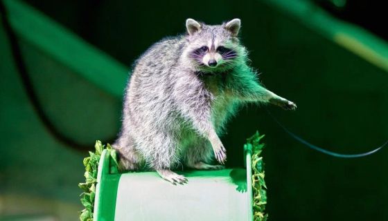 Цирк «Тропик-шоу»