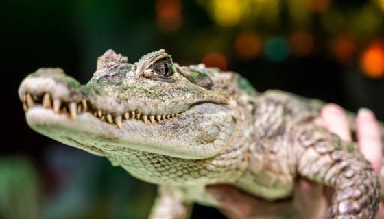 Цирк «Тропик-шоу»