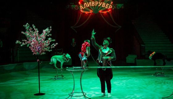 Цирковое шоу «Аливрувер»